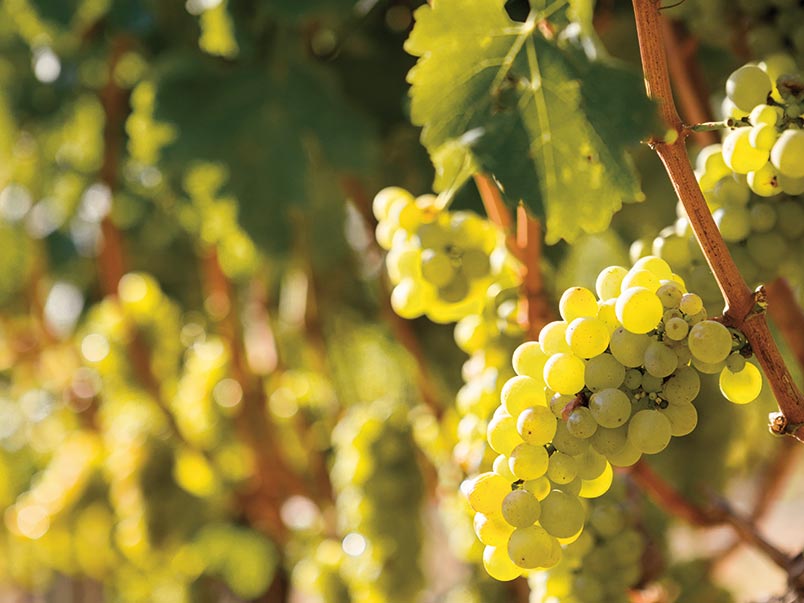 Ripe grapes on the vine